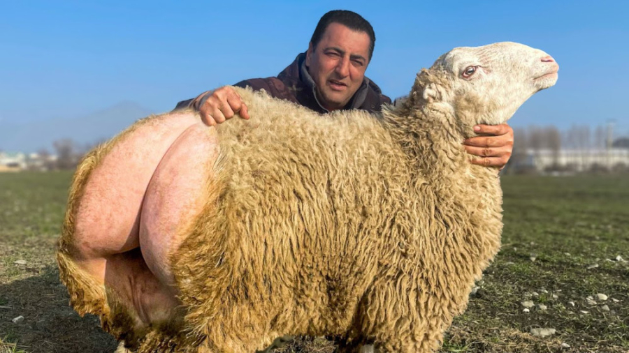 آشپزی در طبیعت  قصابی یک قوچ ب...