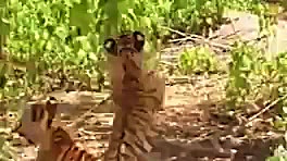 فیلم و حیات وحش