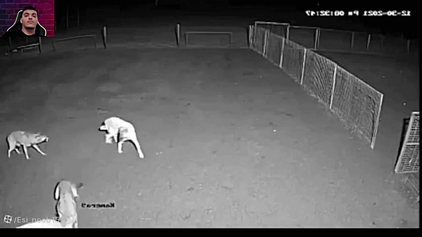 سگ با گرگ دعوا