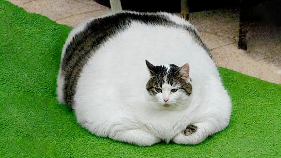 کلیپ طنز حیوانات خانگی ، طنز خ...