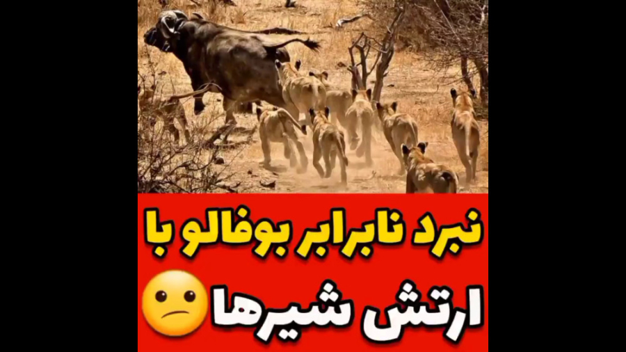 نبرد نابرابر بوفالو با ارتش شی...