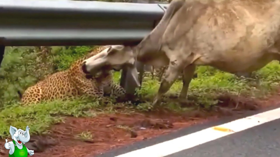 نبرد حیوانات وحشی مستند حیات و...