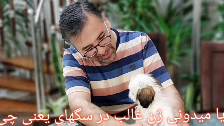 تولید مثل سگ و انتخاب جفت مناس...