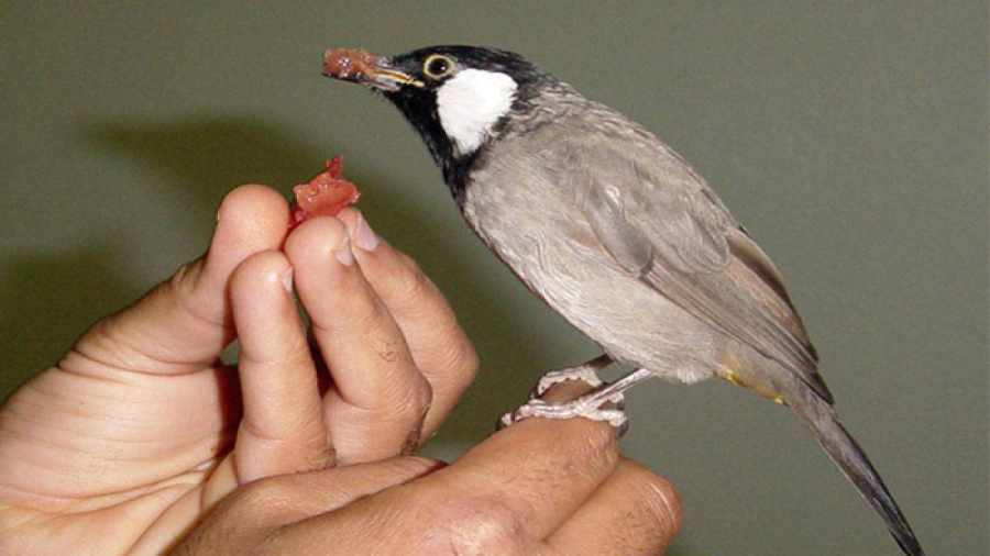 بلبل دستی شده دوستم... واقعا ع...