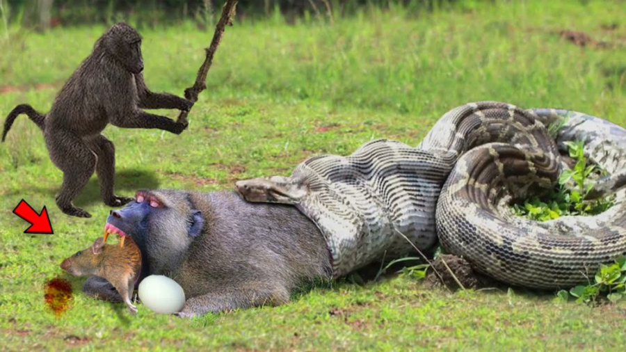 نبرد شگفت انگیز حیوانات | مار...