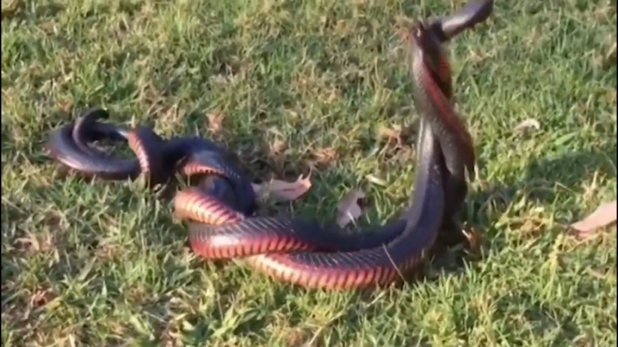 نبرد حیوانات 2023  جنگ دیدنی م...