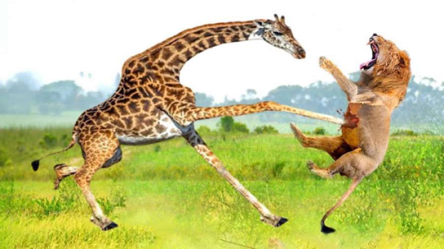 نبرد دیدنی زرافه با شیر ها  نب...