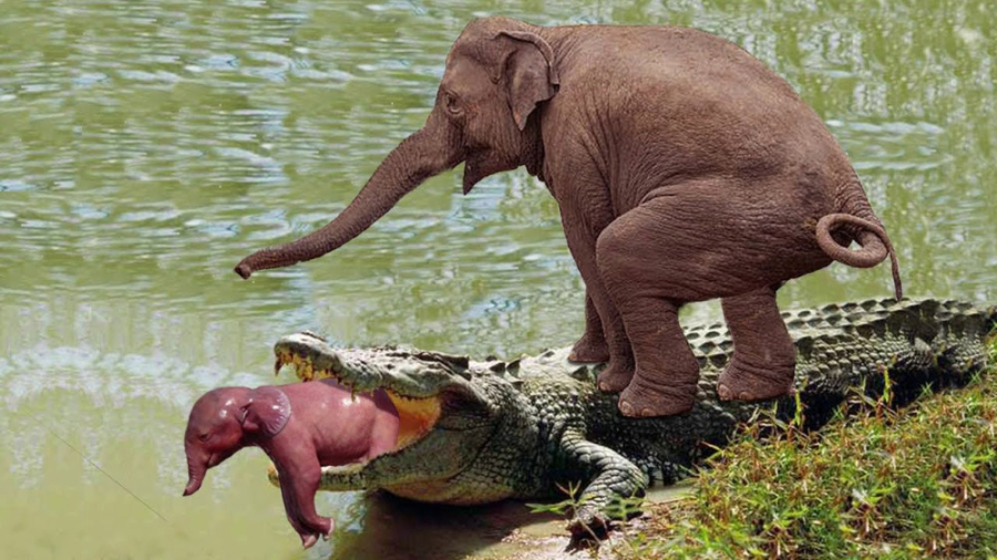 مستند حیات وحش 2023 | فیل خوش...