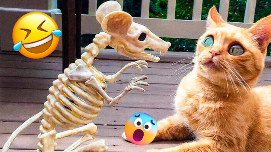 کلیپ طنز حیوانات ، کلیپ خنده د...