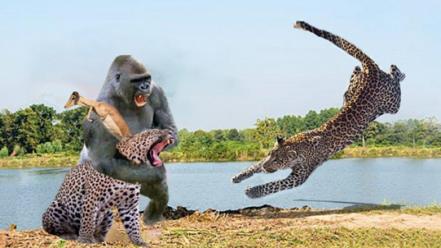 نبرد حیوانات وحشی | جنگ بین پل...