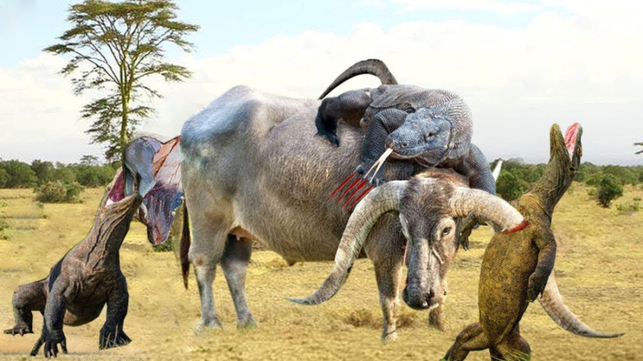 جنگ حیات وحش 2023 | نبرد دیدنی...