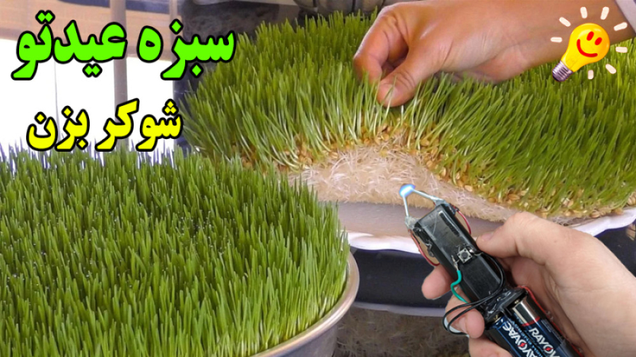 بعد زدن شوکر به سبزه های عید چ...