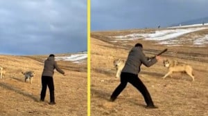 حمله گرگ ها به انسان چگونه از...