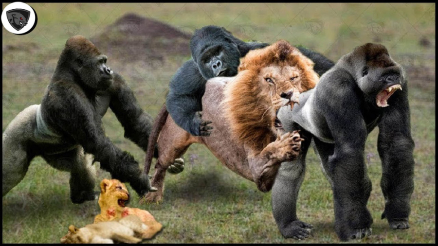 حمله حیوانات وحشی  ربودن بچه ش...