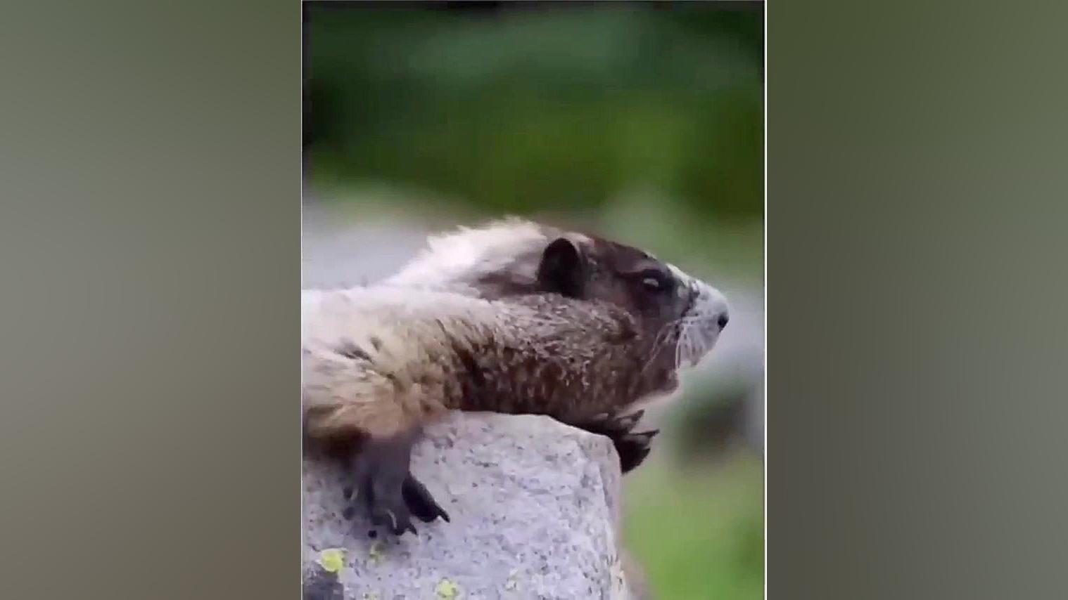 خدایی این دیگه هق