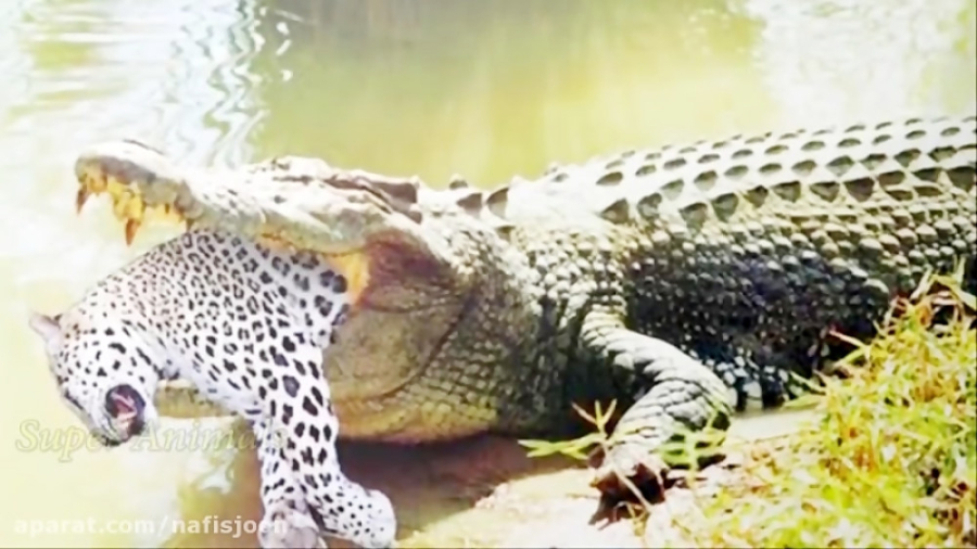 حمله فوق العاده کروکودیل به پل...