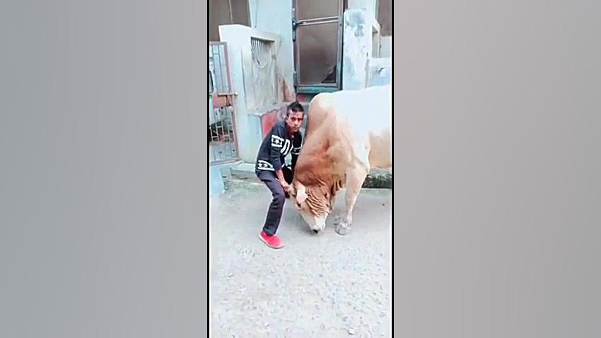 وقتی میخوای با گاو بجنگی