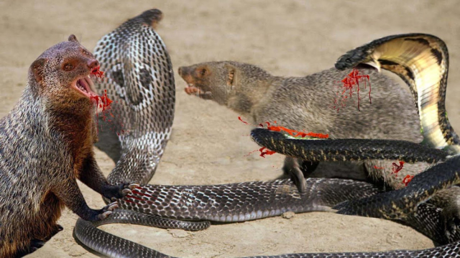 حملات مرگبار مار کبری  نبرد حی...