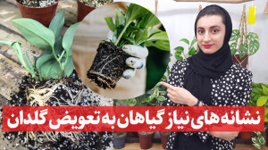 از کجا بفهمیم گیاهان آپارتمانی...