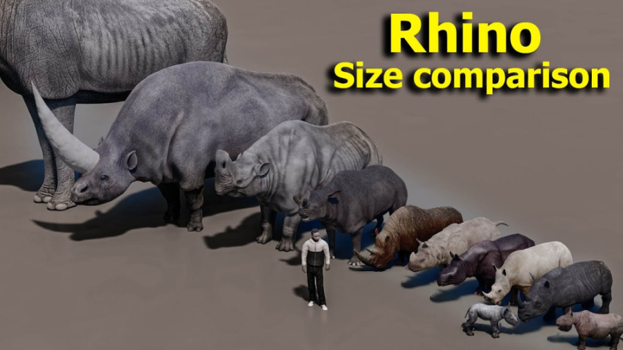 مقایسه اندازه تمام کرگدن ها