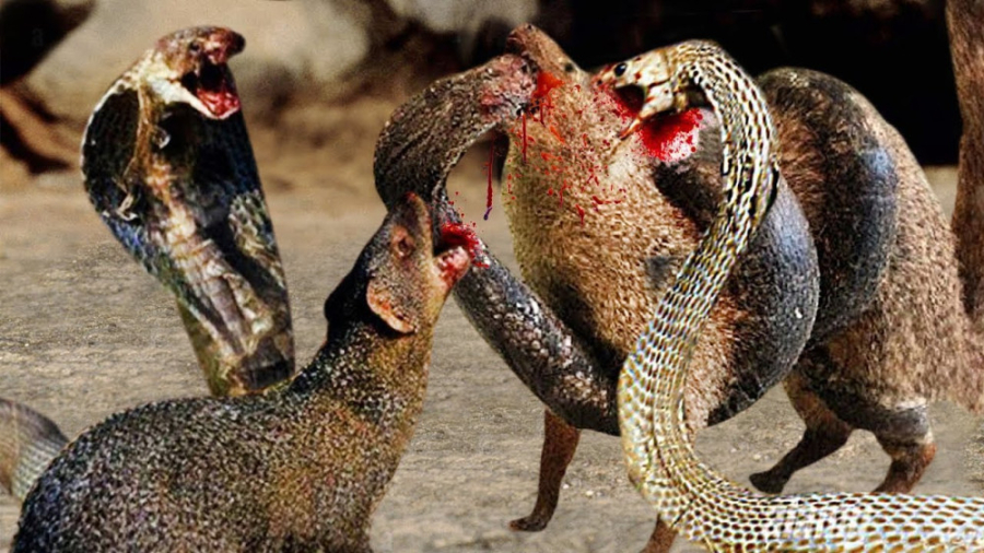 راز بقا حیات وحش | نبرد بین ما...