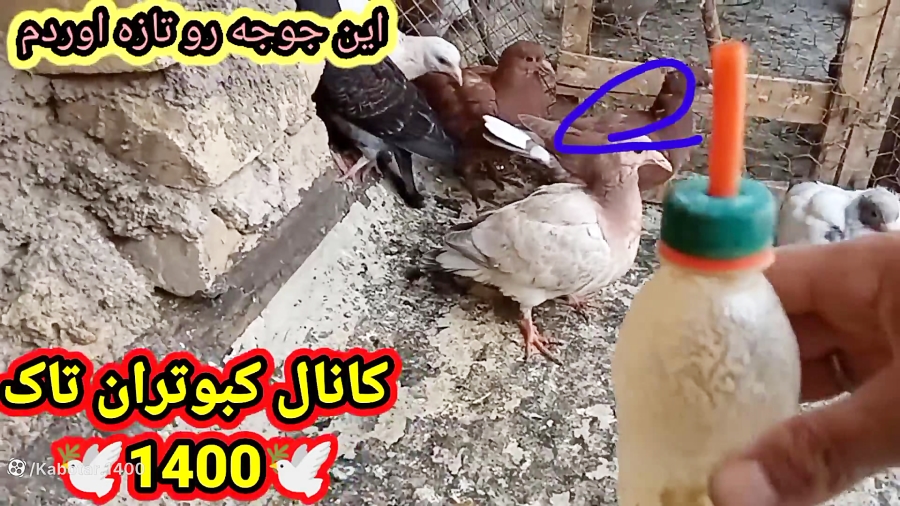 نحوه غذا دادن به جوجه کبوتر.مرحله دوم