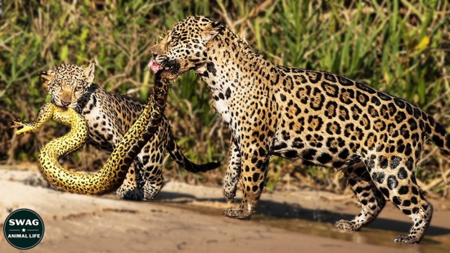 جگوار آناکوندا را شکست می دهد...
