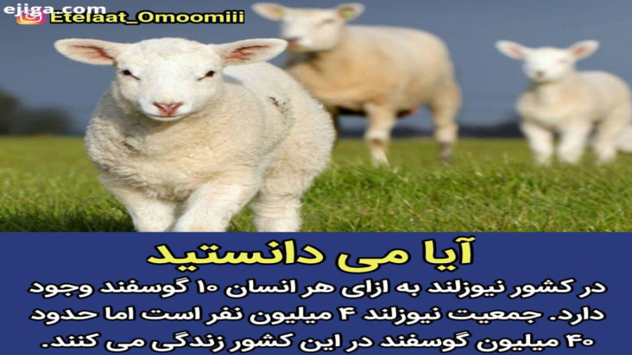 دانستنی حیوانات فکت حیوانات |ح...