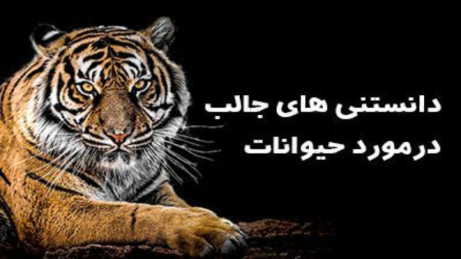 فکت های زبیا مورد حیوانات| حمل...