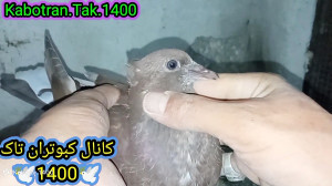 کبوتر جوجه جدید