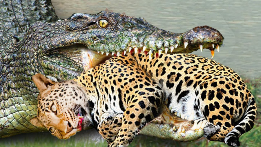 وحشت زده! پنج لحظه حمله ببر و...