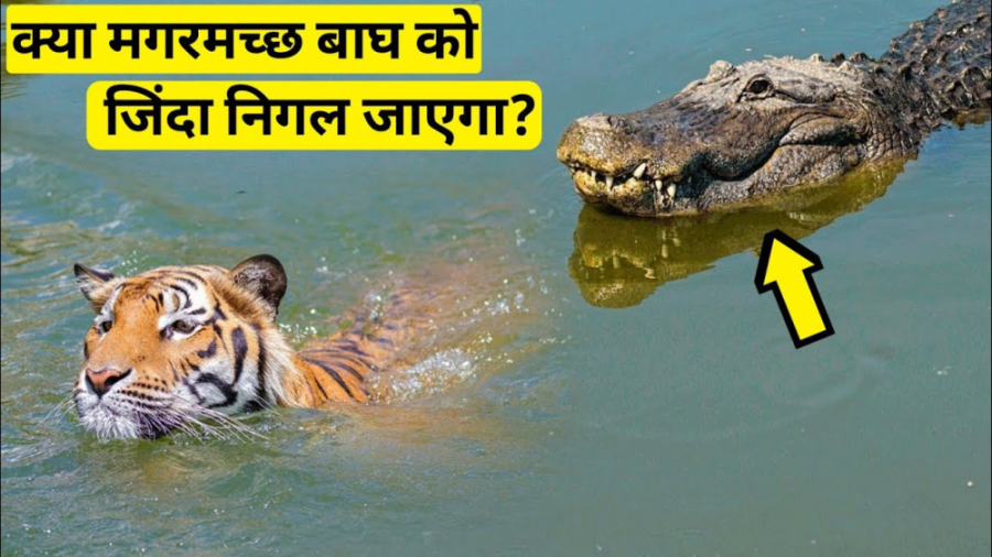 چرا ببر با دیدن تمساح آن را پا...