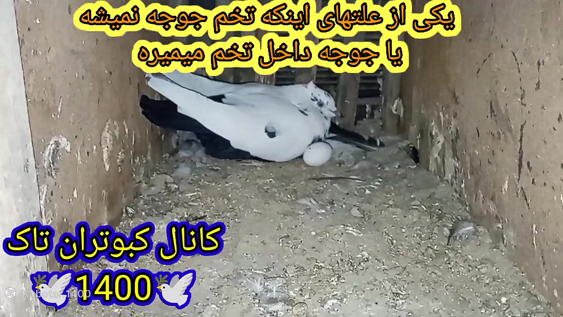 یکی از علتهای جوجه نشدن تخم کب...