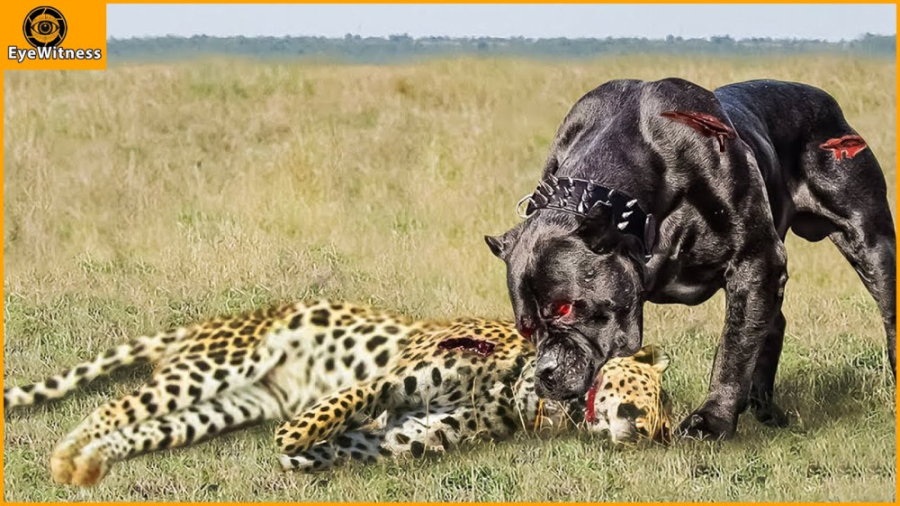 جنگ حیوانات وحشی || ضرب و شتم...