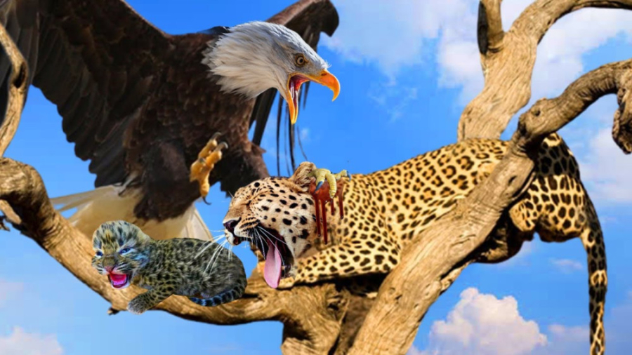 حیات وحش ۲۰۲۳ | نبرد عقاب و پل...