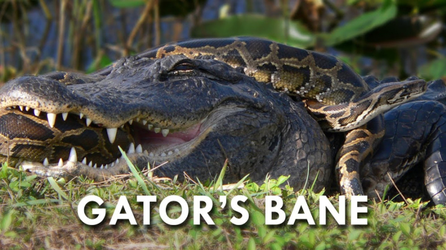 نبرد دو مار پیتون | حیات وحش ۲...