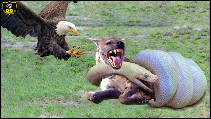 نبرد مار پیتون و کفتار | مستند...