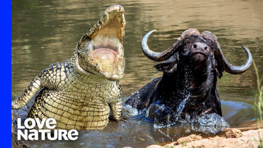 مستند حیات وحش | نبرد کروکودیل...