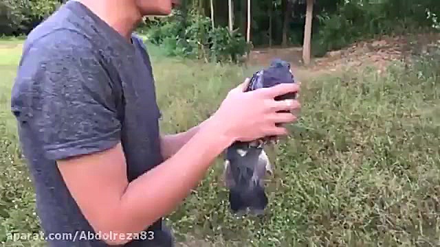 آموزش ساخت تله پرنده