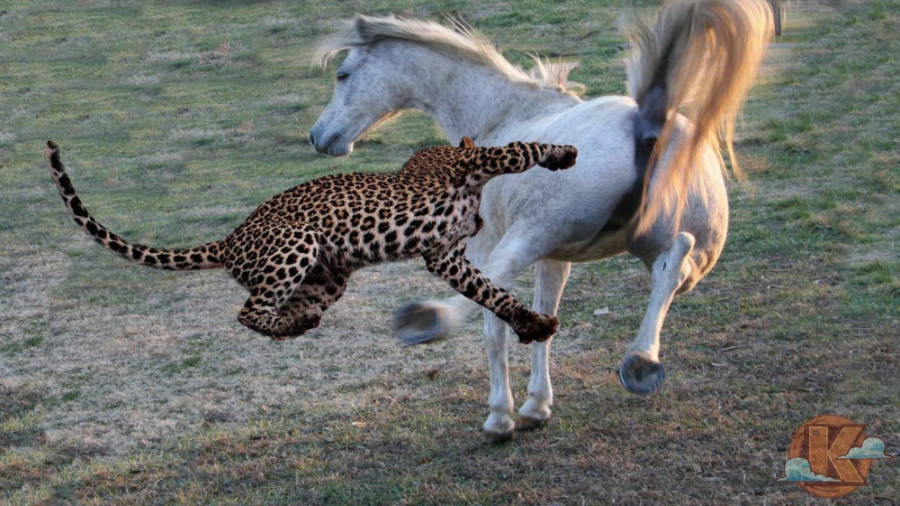 جنگ حیوانات 2023 | حمله دیدنی...