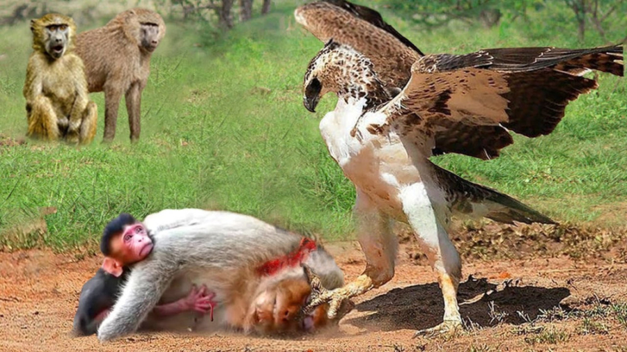 شکار حیوانات | نبرد میمون و عق...
