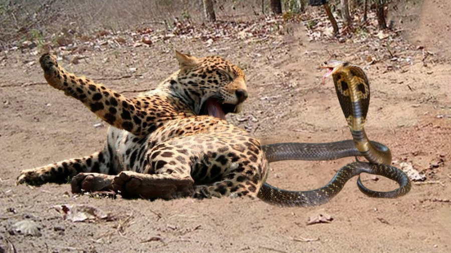 مستند حیوانات وحشی | شاه کبرا...