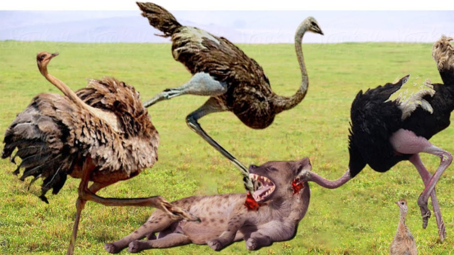 راز بقا حیوانات وحشی | حمله شت...