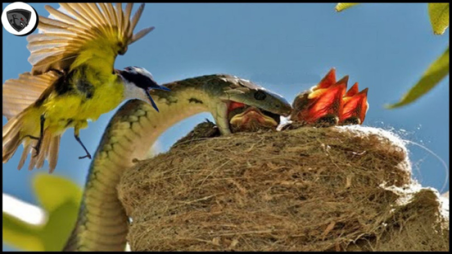 حمله مار به لانه پرندگان  نبرد...