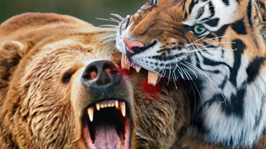 مستند حیات وحش، ببر یا خرس کدو...