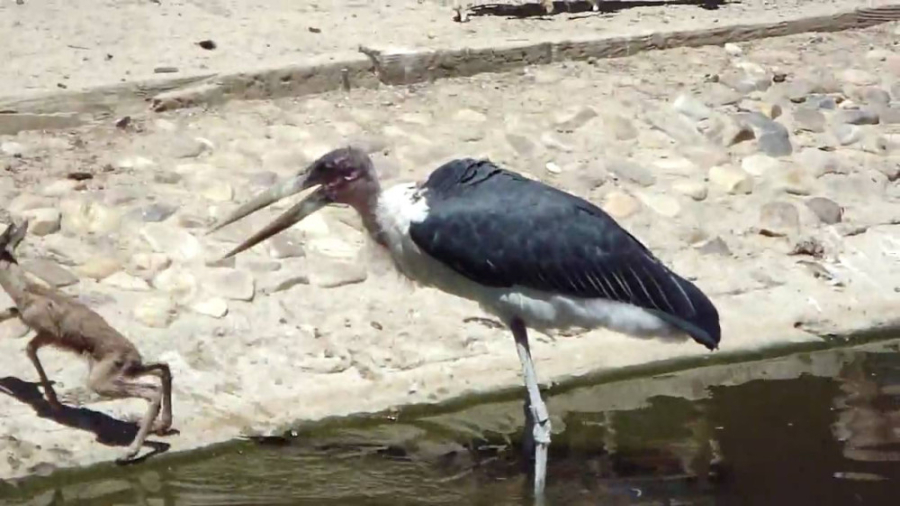 کلیپ حیوانات  حیات وحش  حمله ب...