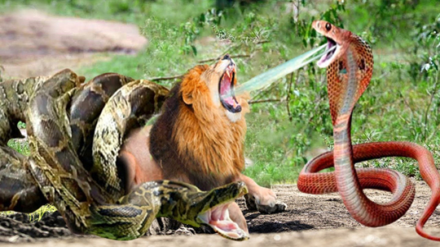 مار غول پیکر سمی و مرگ دردناک...