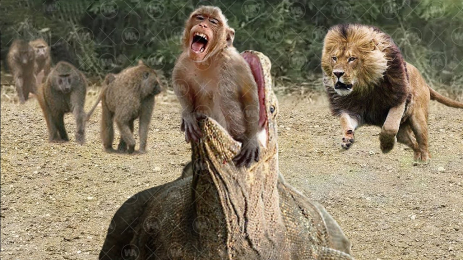 دنیای حیوانات وحشی || نبرد باب...