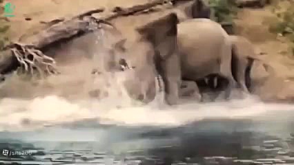 جنگ حیوانات وحشی جنگ تمساح و ف...