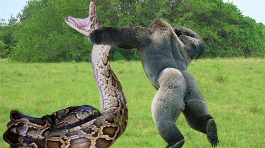 نبرد حیوانات وحشی 2023  جنگ گو...